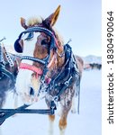 Frost Cover Sleigh Horse In The ...