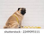 Small photo of A cute fat pug sits wrapped in a yellow measuring tape near a white brick wall. The concept of diet and the fight against obesity in dogs