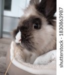 Small photo of That's my cute bunny called "Twinkie" eating a straw. :)