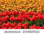 Vibrant Tulips In Variety Of...