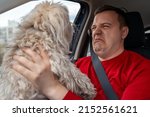 Small photo of Millennial man with cringing squeamish grimace on his face holds fluffy Chinese crested dog in front of him at arms length while riding in car in passenger seat