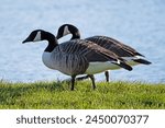 Pair of canada geese by the...