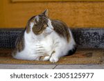 Small photo of Big female white, black and brown tubby cat lying on carpet at pier of Swiss village of Sisikon on a cloudy spring morning