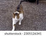 Small photo of Big female white, black and brown tubby cat walking at pier of passenger ship at Swiss village of Sisikon on a cloudy spring morning