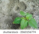 Small photo of Spinach trees grow on sand wih negatif space.