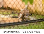 Feline Jaguar Zoo Drinking Water
