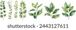 Set collection vector illustration watercolor green leaves on transparent background.Vector EPS 10