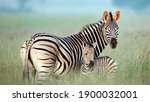 A zebra mom with her baby zebra