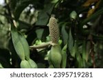 Small photo of A blooming inflorescence of a Syngonium genus plant known as the Arrowhead Plant (Syngonium angustatum). Tiny particles falling from an Anthers of this flower inflorescence because of wind