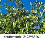 Small photo of Pittosporum crassifolium (Karo) is an evergreen bushy small tree with grey-green, leathery, oval leaves and large, hard, downy capsules divided into three parts with black seeds in a yellow core.