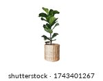 stock-photo-a-fiddle-leaf-fig-or-ficus-lyrata-indoor-potted-plant-with-large-green-shiny-leaves-planted-in-a-1743401267.jpg