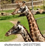 Giraffes at the cleveland zoo