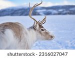 Reindeer in Tromso, Norway. Reindeer sledding and feeding by Sami culture, in a snow and cold winter, near of the mountains, hills and fjords.