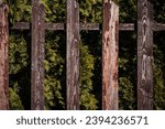 Small photo of Old Teak Wood Fence Wall with liken