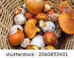 Small photo of Caesar's mushroom in a wicker basket. Horizontal picture of collected edible amanita caesarea mushroom.