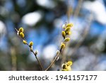 A flowering branch of a goat willow tree.