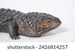 Small photo of Shingle back Lizard or Tiliqua rugosa, or Bobtail Lizard, is a short-tailed, slow-moving species of blue-tongued skink (genus Tiliqua) endemic to Australia.