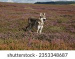 Small photo of Norther Inuit on Hawnby Moor, the North York Moors, North Yorkshire, England