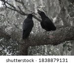 Two Black Crows In A Gray Wood