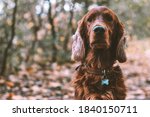 Small photo of Closeup portrait of a purebred irish red setter gundog hunting dog breed wearing a brown leather collar with a dog tag outdoors in the forest in fall season
