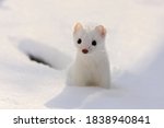 Small photo of White hermine in winter snow