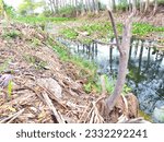 Small photo of holy, Indonesia-july16, 2023:a dead tree beside a seedy river