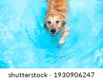 A Dog Swimming Happily And...