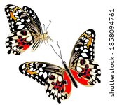 Isolated Clipart  Butterflies...