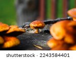 Orange Ringless Honey Mushrooms....