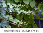 Creeper Hedera helix (English ivy)