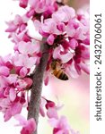 Small photo of Closeup of a honeybee, also known as Apis Cerana, on a redbud tree blossom, also known as Cercis canadensis