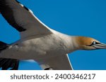 Small photo of Cape gannet, Morus capensis, Bird Island, Lambert's Bay, South Africa, Africa
