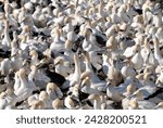 Small photo of Gannet colony, lambert's bay, south africa, africa