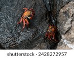 Small photo of Sally lightfoot crab (grapsus grapsus), south plaza island, galapagos islands, unesco world heritage site, ecuador, south america