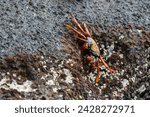 Small photo of Sally lightfoot crab (grapsus grapsus), floreana island, galapagos islands, unesco world heritage site, ecuador, south america