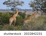 A Group Of Giraffes Feeding In...