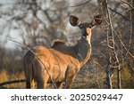 A Greater Kudu  Tragelaphus...