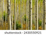 Small photo of Fall colors on an aspen grove on the slopes of the Rocky Mountains, on the way from Aspen to the Independence Pass, Colorado, USA.