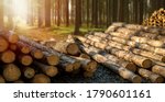 Log Spruce Trunks Pile. Sawn...