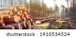 Small photo of Log spruce trunks pile. Sawn trees from the forest. Logging timber wood industry. Cut trees along a road prepared for removal. Panorama