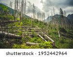 Forest destroyed during a storm. Natural forest of spruce trees. Bielovodska valley in High Tatras mountains, Slovakia. Forest calamity theme