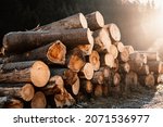 Log spruce trunks pile. Sawn trees from the forest. Logging timber wood industry. Cut trees along a road prepared for removal.