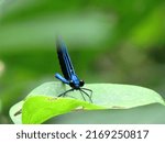 Small photo of An Ebony Jewelwing sits on a green leaf. A Damselfly sits on a green leaf. Close up shot of an Ebony Jewelwing