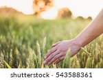 Wheat On Hand. Plant  Nature ...