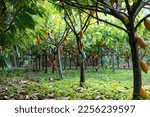 Small photo of Chocolate cacao tree farm with green, yellow, orange, and red cocoa pods hanging on trees with a lush green floor.