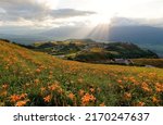 View from a flower farm of orange daylilies on the hillside of Liushidan Mountain (六十石山), overlooking the East Rift Valley with sun rays shining through the clouds, in Fuli Township, Hualien, Taiwan