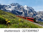 A tourist train travels on Jungfrau Railway from Jungfraujoch (Top of Europe) to Kleine Scheidegg and wild flowers bloom on a green grassy hillside under blue sunny sky in Berner Oberland, Switzerland