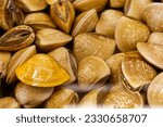 Small photo of Fresh and plump clams, covered in water and sand, emit a seductive and vibrant color. Occasionally, their "hatchet foot" (Pelecypoda) peeks out. Common seafood, often paired with shredded ginger soup