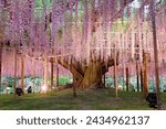 Beautiful scenery of a huge wisteria illuminated at dusk, with drooping racemes of purple flowers and twining branches supported by wooden posts, in Ashikaga 足利 Flower Park, Tochigi prefecture, Japan