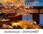 Scenic view of a maple tree with golden foliage shimmering in the sunlight in the courtyard garden of a traditional Japanese building in Shoren-In (青蓮院), a famous Buddhist temple in Kyoto, Japan